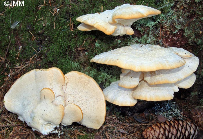 Climacocystis borealis