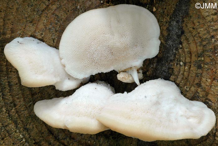 Climacocystis borealis