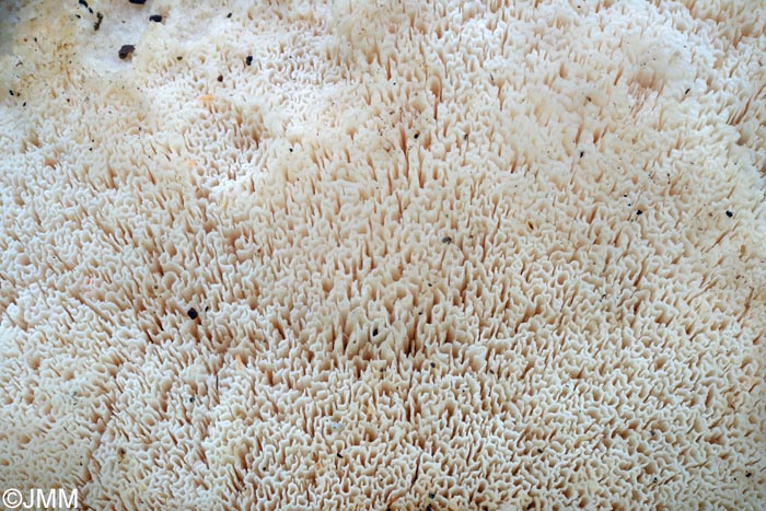 Climacocystis borealis