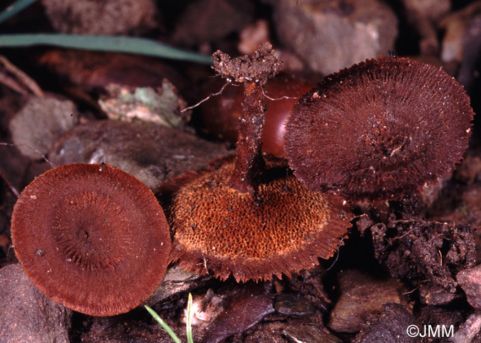 Coltricia cinnamomea