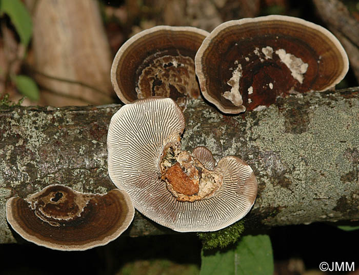 Daedaleopsis septentrionalis