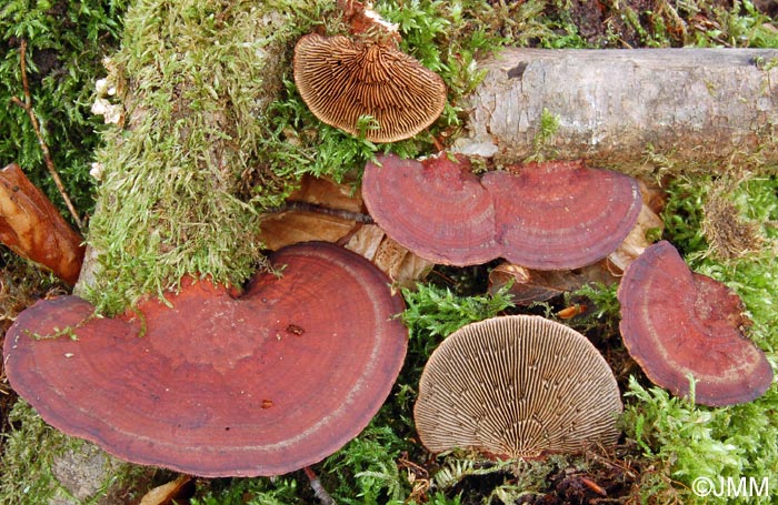 Daedaleopsis tricolor = Daedaleopsis confragosa var. tricolor