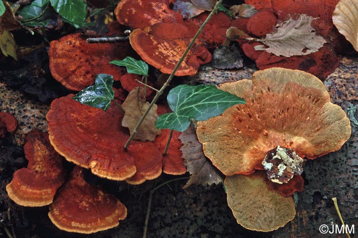 Daedaleopsis tricolor = Daedaleopsis confragosa var. tricolor