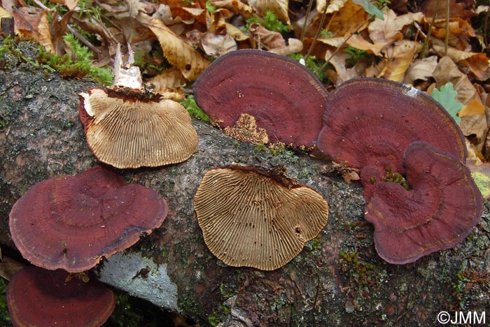 Daedaleopsis tricolor = Daedaleopsis confragosa var. tricolor