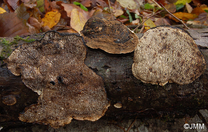 Datronia mollis