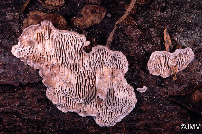 Datronia mollis