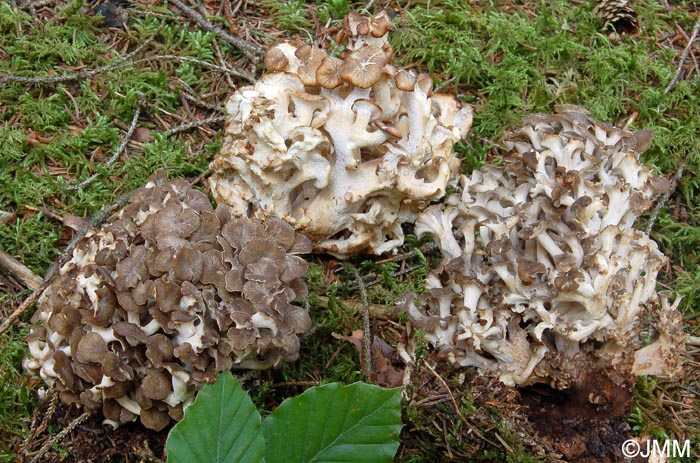 Dendropolyporus umbellatus