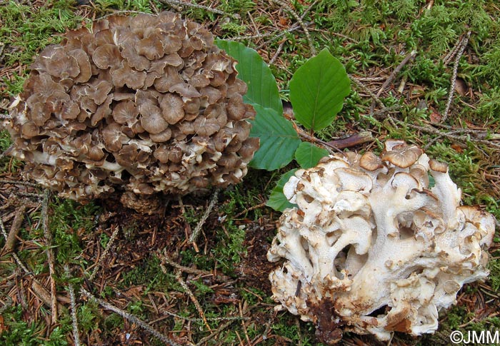 Dendropolyporus umbellatus