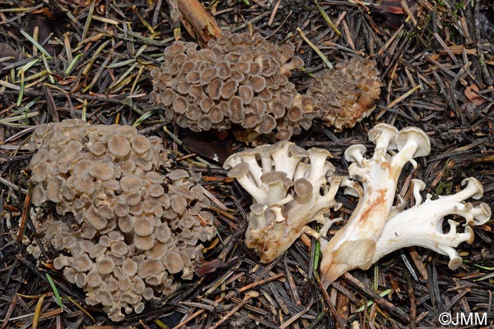 Dendropolyporus umbellatus