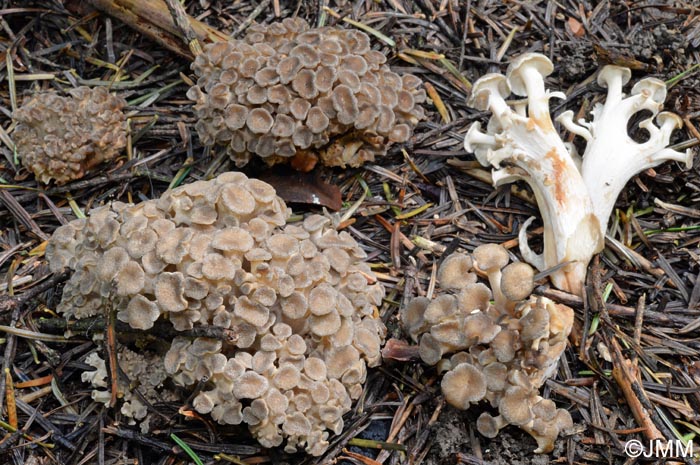 Dendropolyporus umbellatus