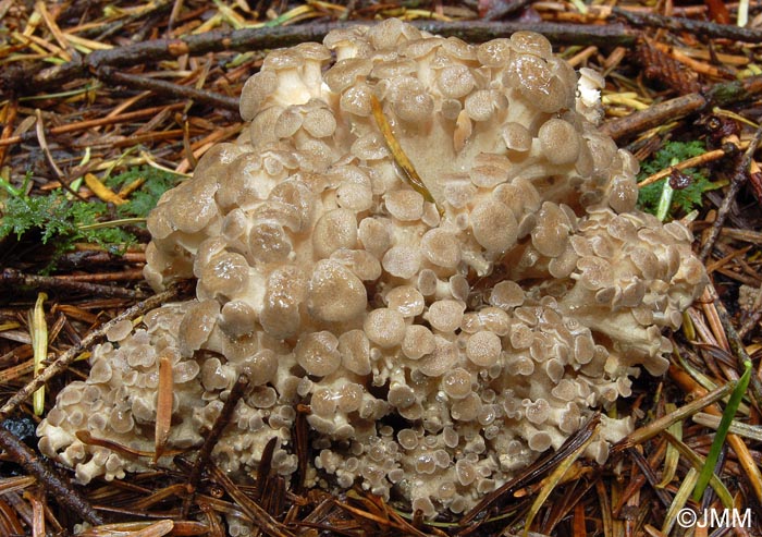 Dendropolyporus umbellatus