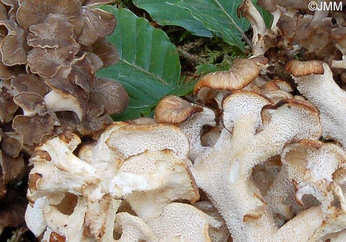 Dendropolyporus umbellatus