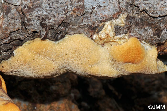 Dichomitus campestris