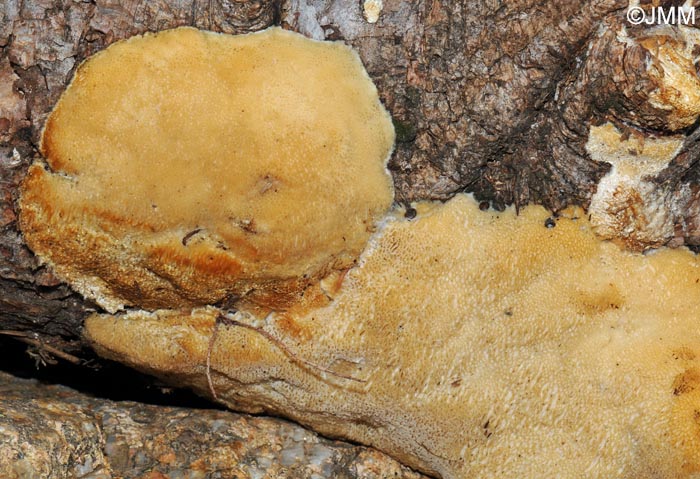 Dichomitus campestris