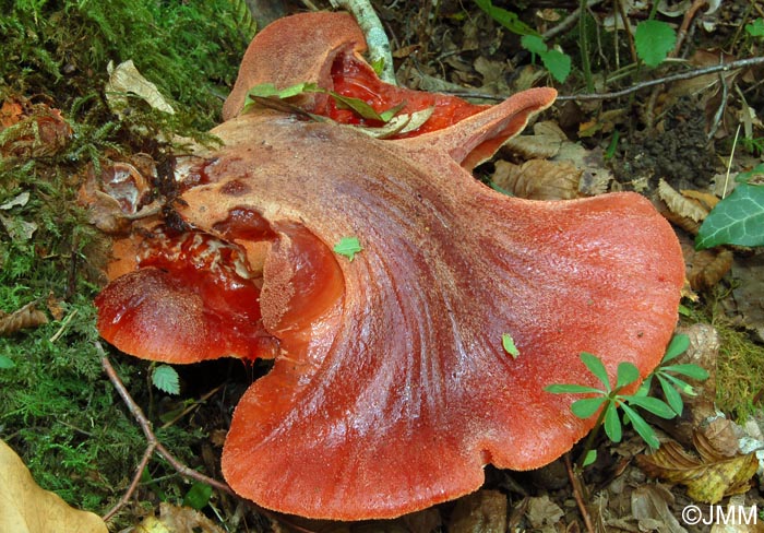 Fistulina hepatica