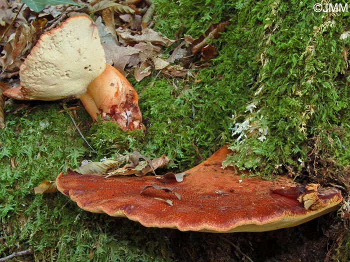 Fistulina hepatica