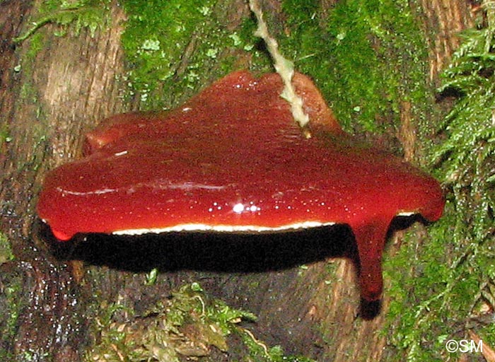 Fistulina hepatica