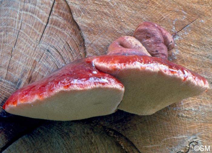 Fistulina hepatica