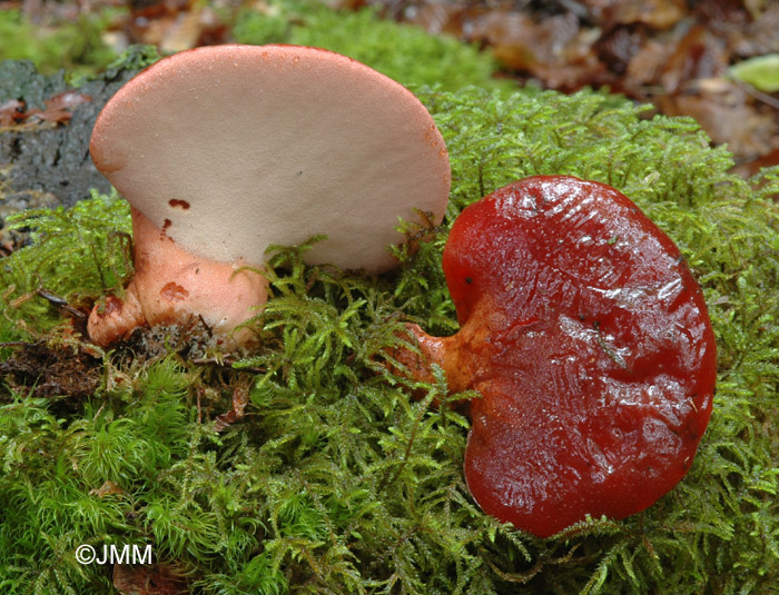 Fistulina hepatica