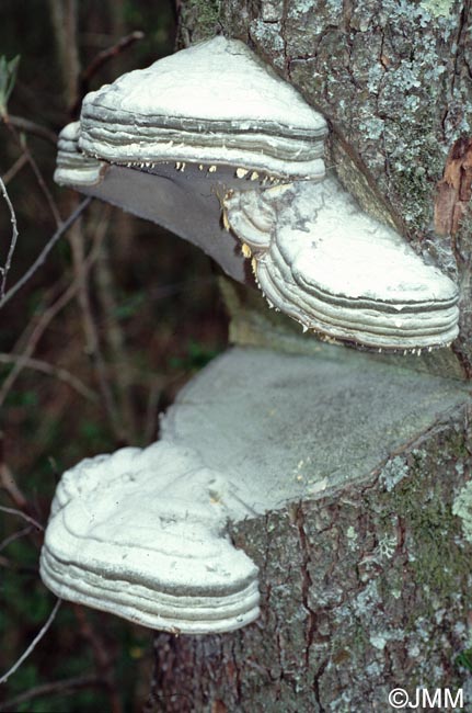 Fomes fomentarius