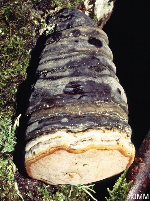 Fomes fomentarius var. nigrescens