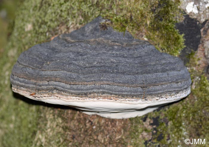 Fomes fomentarius