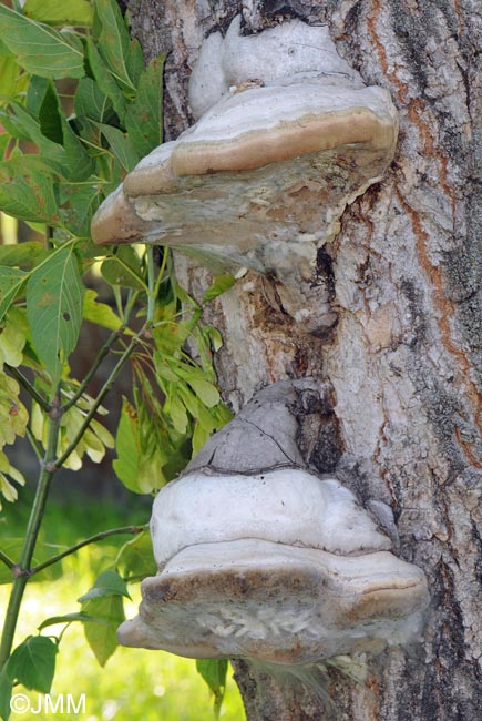 Fomes fomentarius