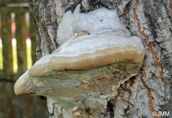 Fomes fomentarius