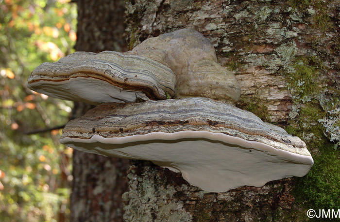 Fomes fomentarius 