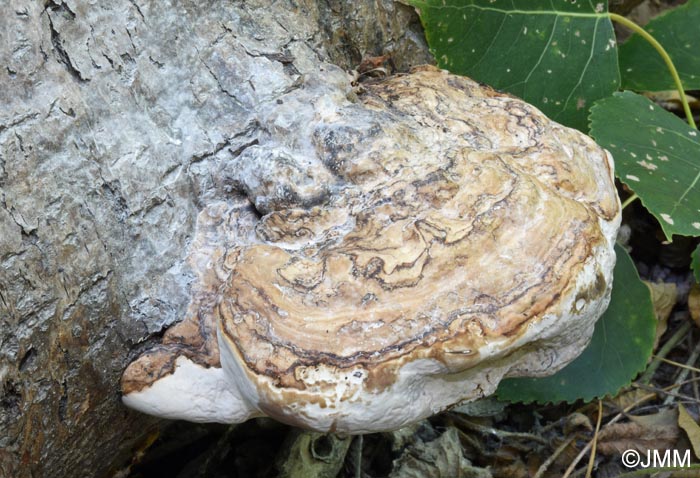 Fomes fomentarius