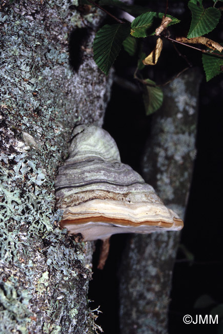 Fomes fomentarius