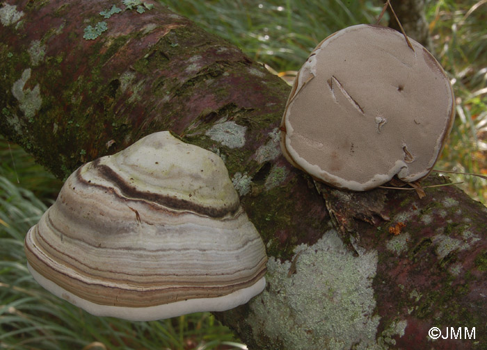 Fomes fomentarius 