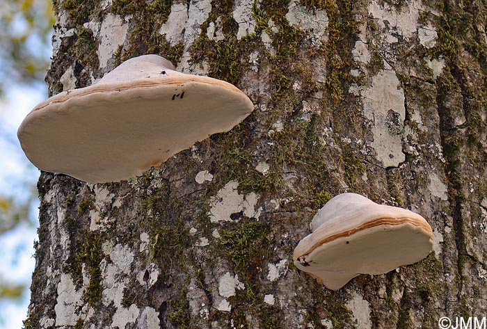 Fomes fomentarius