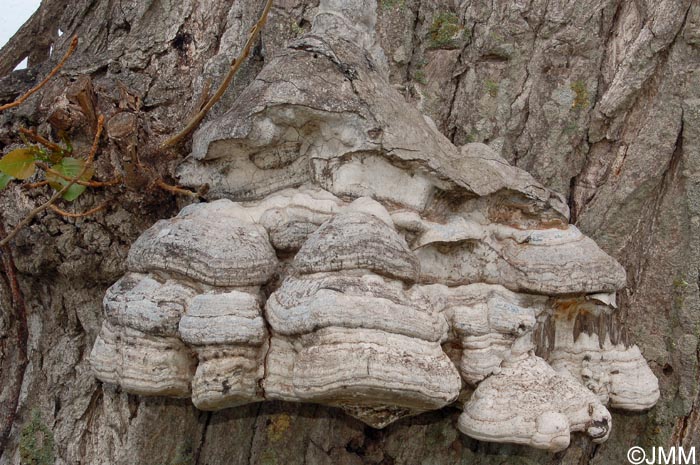 Fomes fomentarius