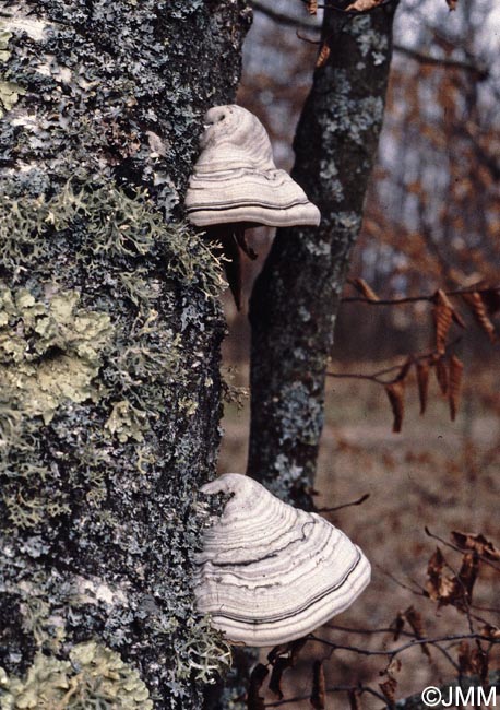 Fomes fomentarius