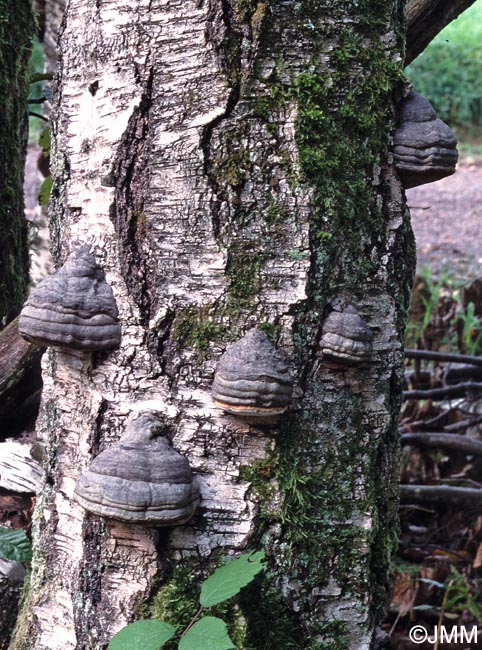 Fomes fomentarius var. nigrescens