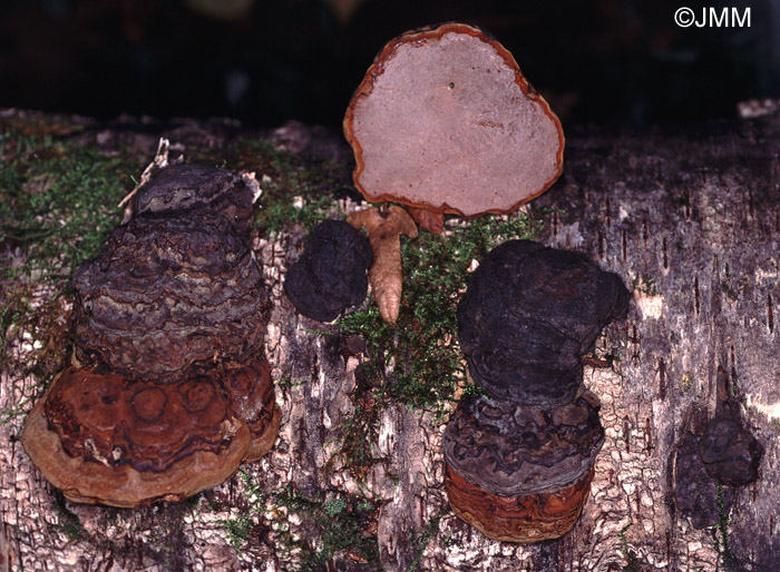 Fomes fomentarius var. nigrescens