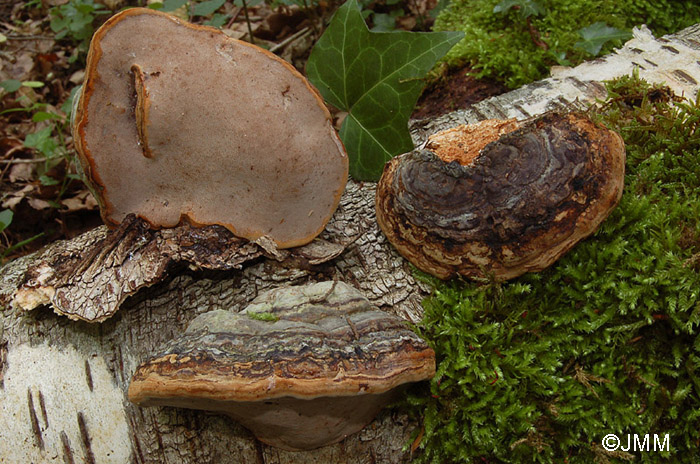 Fomes fomentarius var. nigrescens