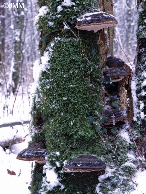 Fomes fomentarius var. nigrescens