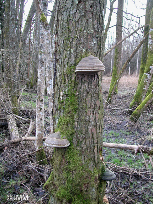 Fomes fomentarius var. nigrescens