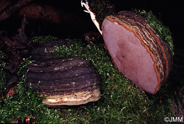 Fomes fomentarius var. nigrescens