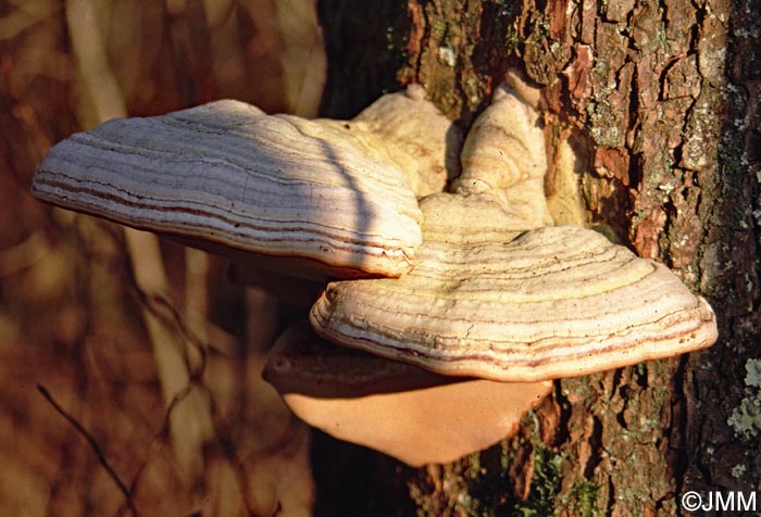 Fomes fomentarius