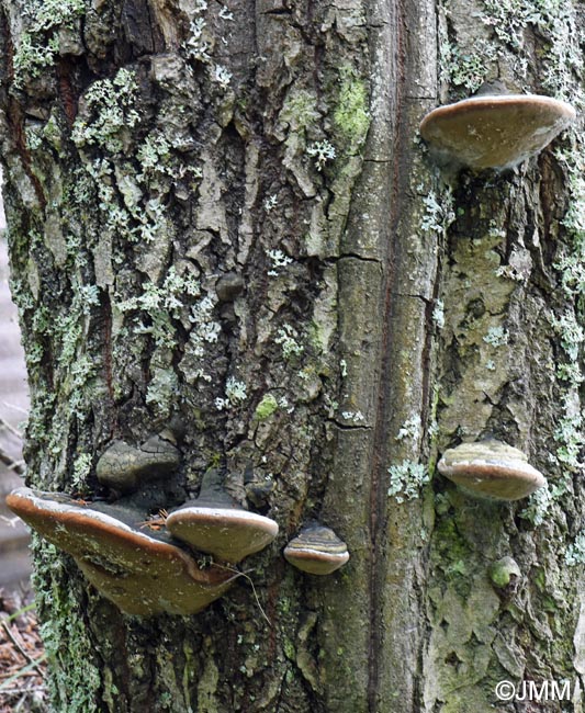 Phellinus hartigii = Fomitiporia hartigii