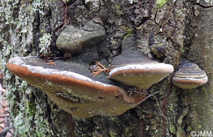 Phellinus hartigii = Fomitiporia hartigii