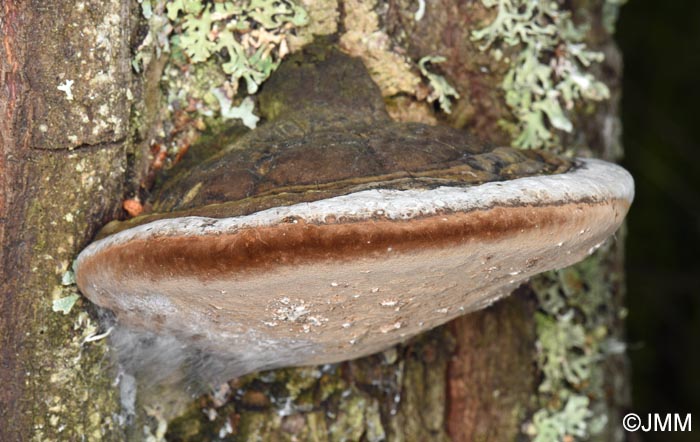 Phellinus hartigii = Fomitiporia hartigii
