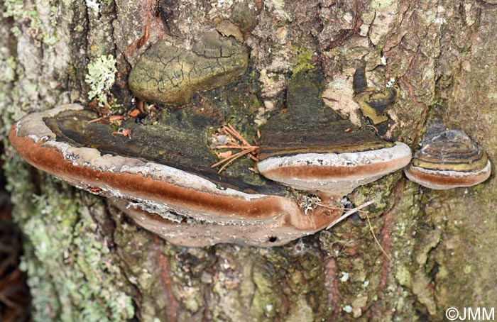 Phellinus hartigii = Fomitiporia hartigii