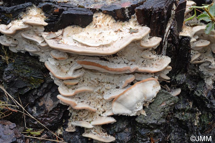 Fomitopsis iberica