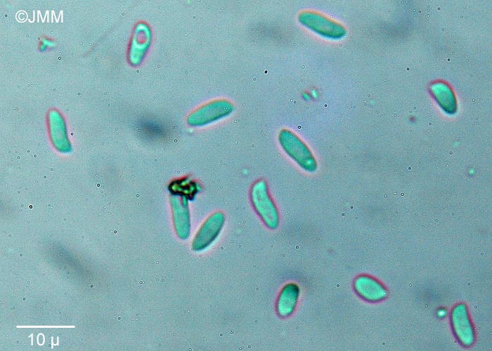 Fomitopsis iberica : spores