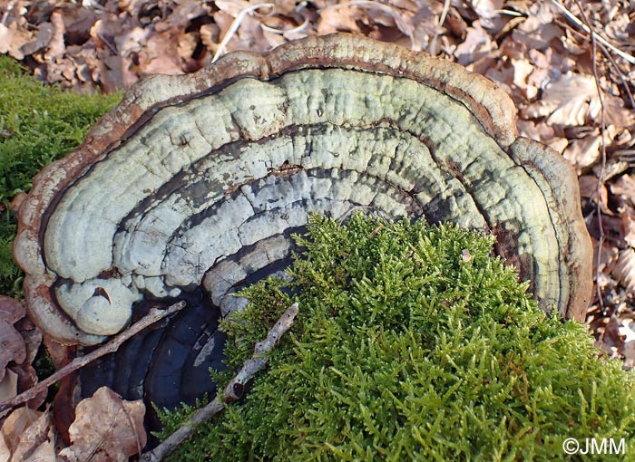 Fomitopsis pinicola