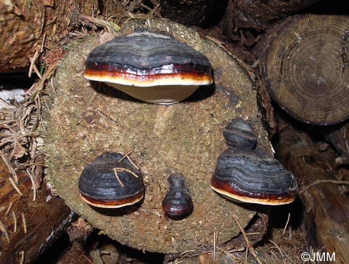 Fomitopsis pinicola